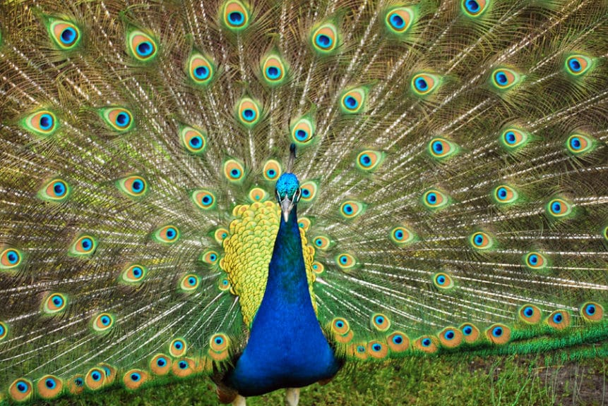 Peacock at Middleton Place