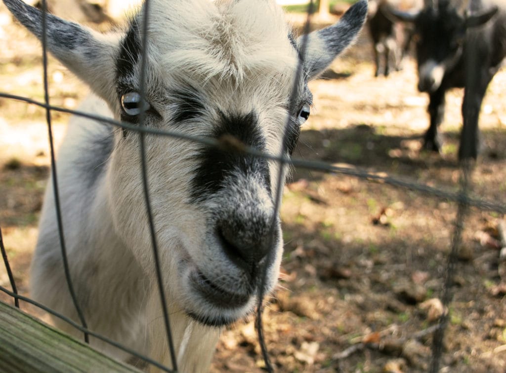 The Goat Farm Arts Center