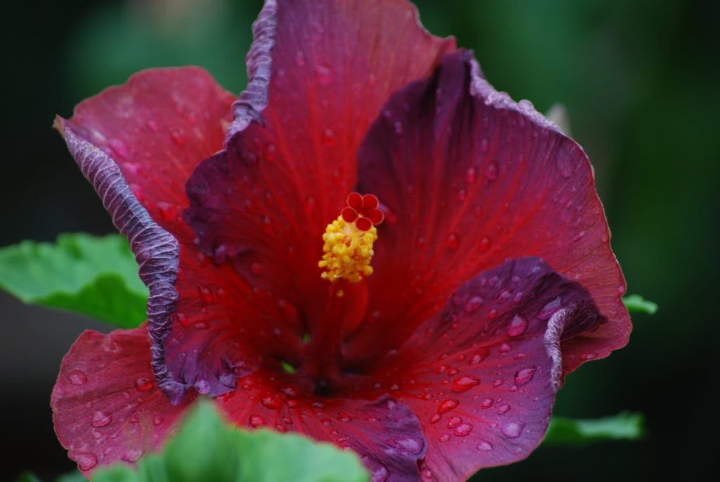 Inside the conservatory at Longwood Gardens