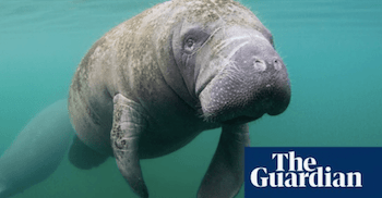 Florida Manatee Deaths Up 20% - The Guardian